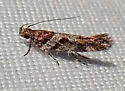 Aristotelia devexella - Hodges#1734 - photo 4