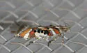 Aristotelia elegantella - Hodges#1736