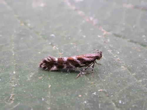 Aristotelia ericinella