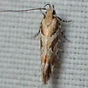 Aristotelia eumeris - Hodges#1737 - photo 2