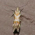 Aristotelia eumeris - Hodges#1737 - photo 4