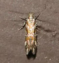 Aristotelia eumeris - Hodges#1737 - photo 5