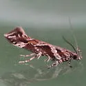 Aristotelia fungivorella - Hodges#1738