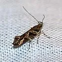 Aristotelia fungivorella - Hodges#1738 - photo 2