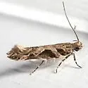 Aristotelia fungivorella - Hodges#1738 - photo 4