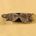 Aristotelia isopelta - Hodges#1742 - Aristotelia isopelta