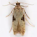 Aristotelia isopelta - Hodges#1742 - photo 3