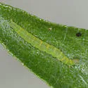 Aristotelia ivae - Hodges#1743