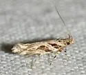 Aristotelia ivae - Hodges#1743 - photo 3