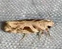 Aristotelia ivae - Hodges#1743 - photo 4