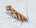 Aristotelia lespedezae - Hodges#1744 - Aristotelia lespedezae