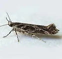 Aristotelia planitia - Hodges#1753 - photo 2