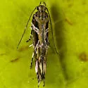 Aristotelia planitia - Hodges#1753 - photo 3