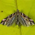 Aristotelia planitia - Hodges#1753 - photo 4