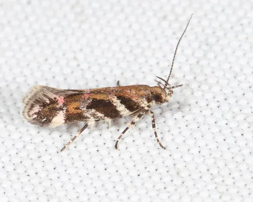 Pink-washed Aristotelia Moth
