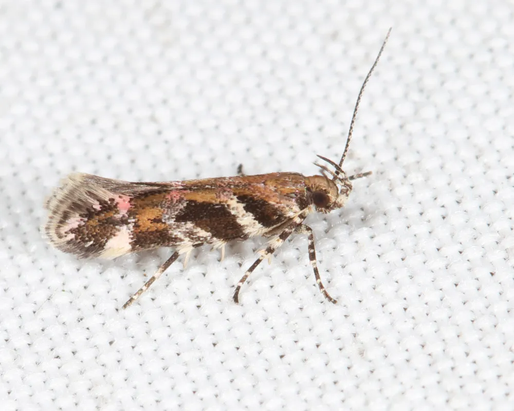 Pink-washed Aristotelia Moth - photo 3