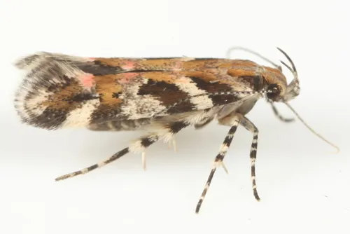 Pink-washed Aristotelia Moth - photo 6