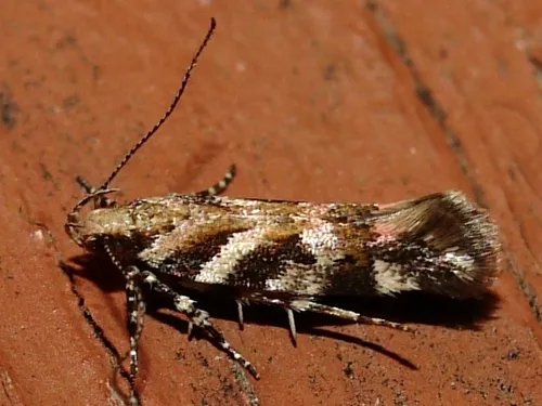 Pink-washed Aristotelia Moth - photo 7