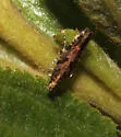Aristotelia rubidella - Hodges#1762