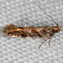 Aristotelia rubidella - Hodges#1762 - photo 2