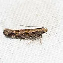 Aristotelia rubidella - Hodges#1762 - photo 3