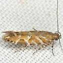Aristotelia sp. 6SL - Aristotelia sp-six-sl