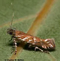 Aristotelia sp. 6SL - photo 2