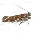 Aristotelia sp. 6SL - photo 3
