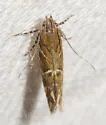 Aristotelia sp. 6SL - photo 4