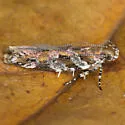 Aristotelia ex Quercus