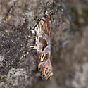 Aristotelia n. sp. - photo 2