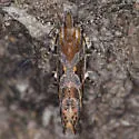 Aristotelia n. sp. - photo 3
