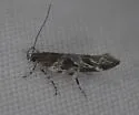 Aristotelia n. sp. - photo 4