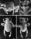 Aritaerius pallidus - Aritaerius pallidus