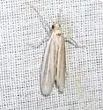Arivaca Moth - Hodges#6062 - photo 2