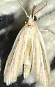 Arivaca Moth - Hodges#6062 - photo 3
