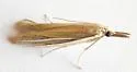 Arivaca Moth - Hodges#6062 - photo 4