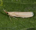 Arivaca Moth - Hodges#6062 - photo 5