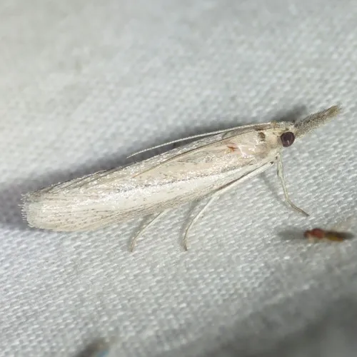 Arivaca pimella - Hodges#6060