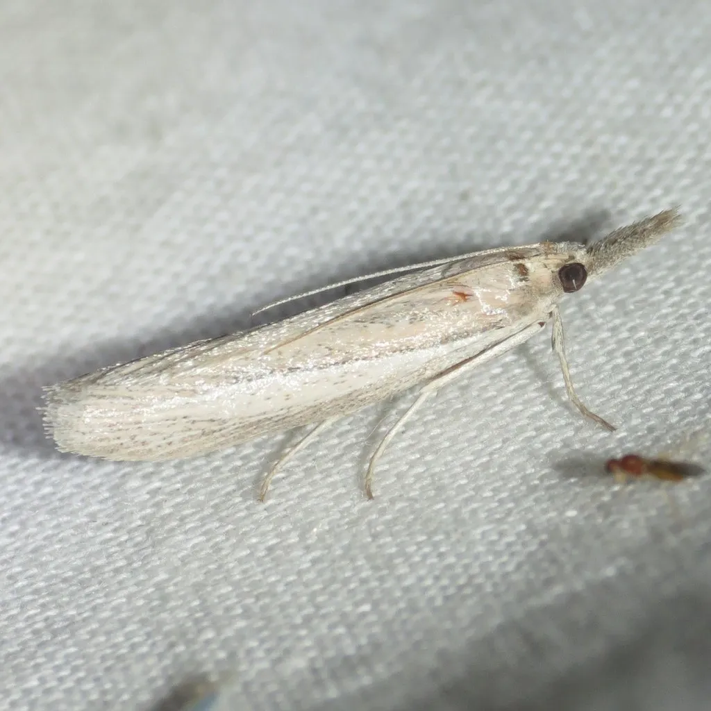 Arivaca pimella - Hodges#6060 - photo 2
