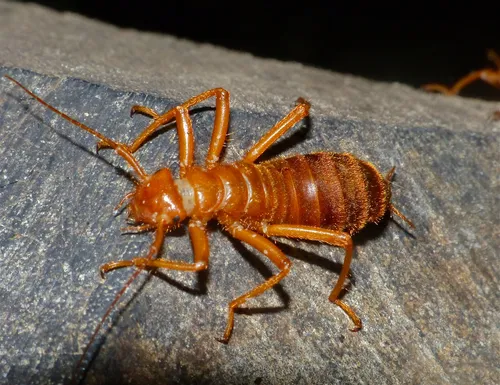 Arixeniidae - Arixeniidae