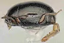 Arizonacritus talayesvai - photo 3