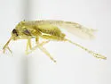 Arizonapsallus stonedahli - photo 2