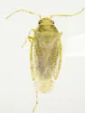 Arizonapsallus stonedahli - photo 4