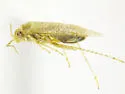 Arizonapsallus stonedahli - photo 5