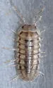 Nosy Pillbug