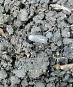Nosy Pillbug - photo 2