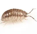 Nosy Pillbug - photo 3