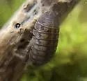 Nosy Pillbug - photo 4