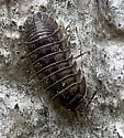 Nosy Pillbug - photo 5